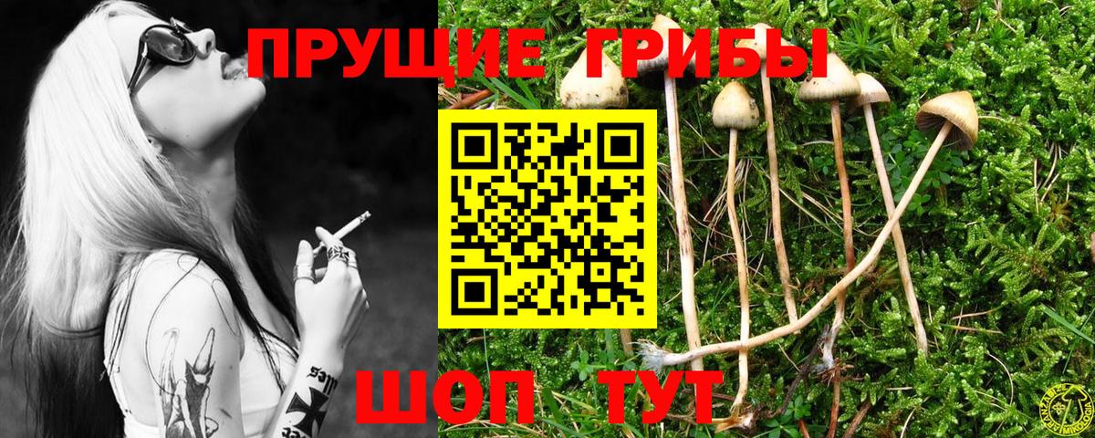Бор  Псилоцибиновые грибы Psilocybe  Вход с VPN 