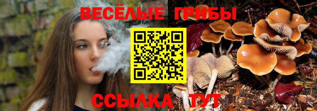 Псилоцибиновые грибы прущие грибы Бор